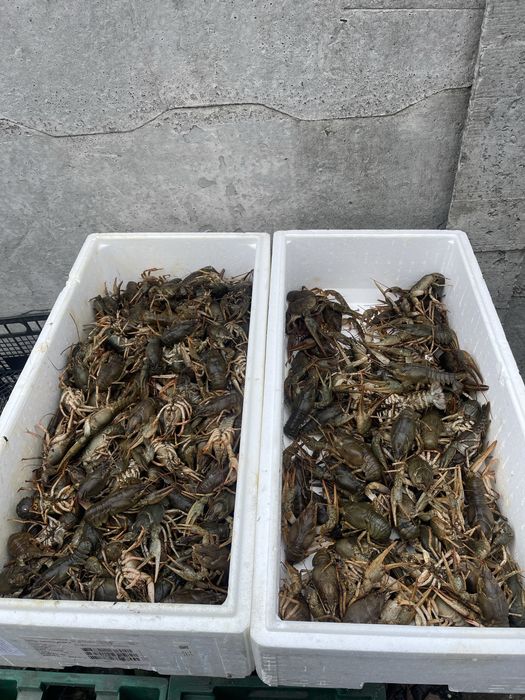 Раки свіжі тільки з води