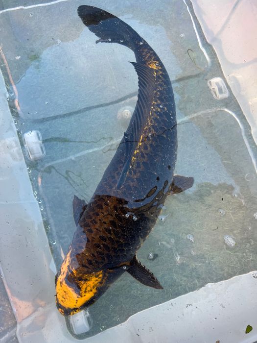 Carpa lindíssima