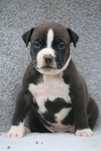 American Staffordshire Terrier Amstaff chłopak FCI
