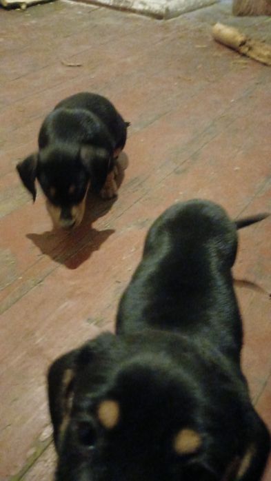 Отдам щенков таксы в хорошие руки, мама такса папа неизвестен