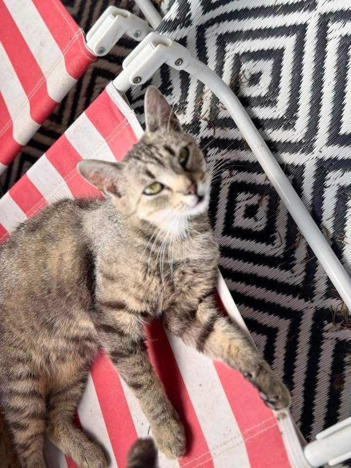 Gwiazdka do adopcji szuka domu