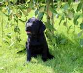 Labrador Retriver - miot A- Amon gotowy do odbioru