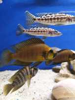 Rybki dorosłe Altolamprologus Compress. Gold Head F1 ,,Tanganika koło'