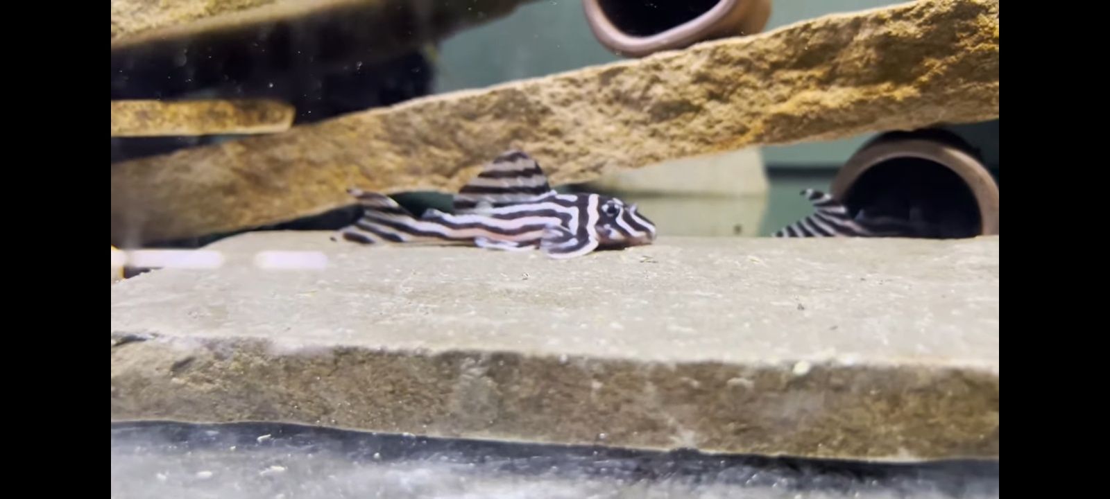 Pleco L046 Hypancistrus Zebra - Os peixes já estão disponíveis