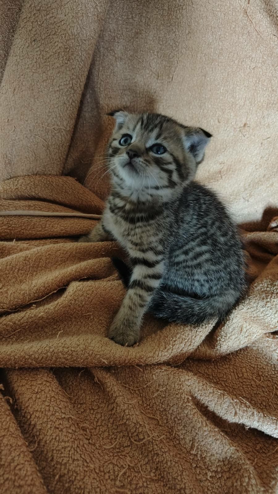 Шотландське висловухе кошеня