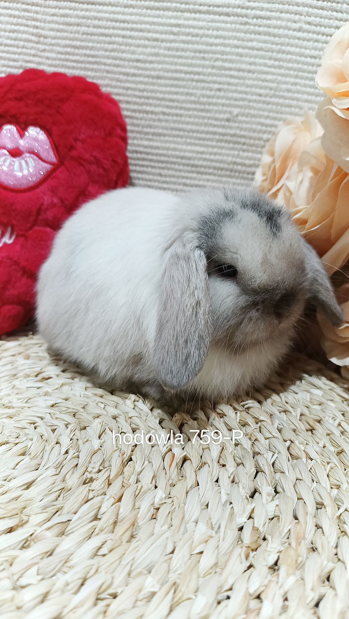 Mini lop króliki karzełek miniaturka baranek hodowla