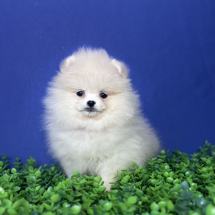 хлопчик шоу классу тип ведмедика