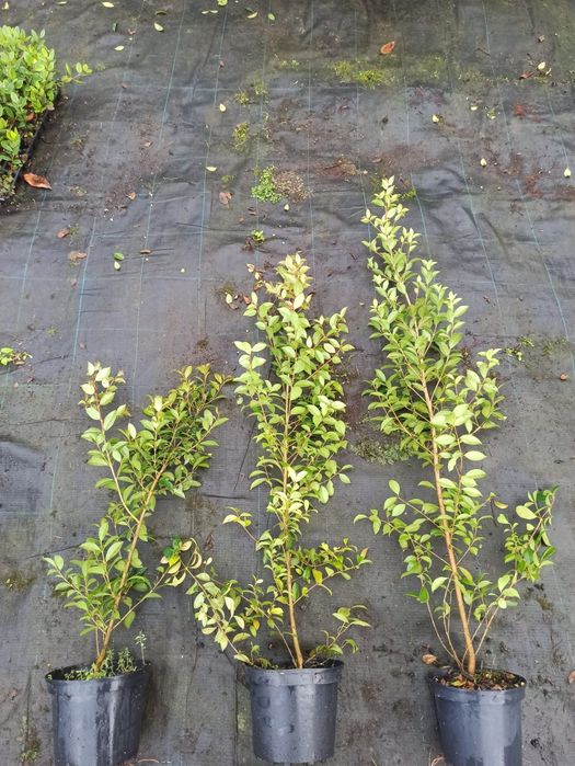 eugenia myrtifolia newport e Melaleuca para sebe para sebe