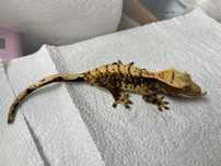 Gekon orzęsiony OM12 ciliatus crested gecko jaszczurka terrarystyka