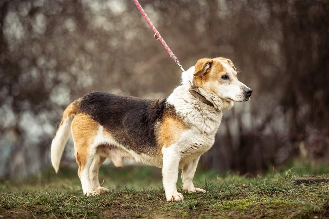 Pokochaj Zbójka na zabój