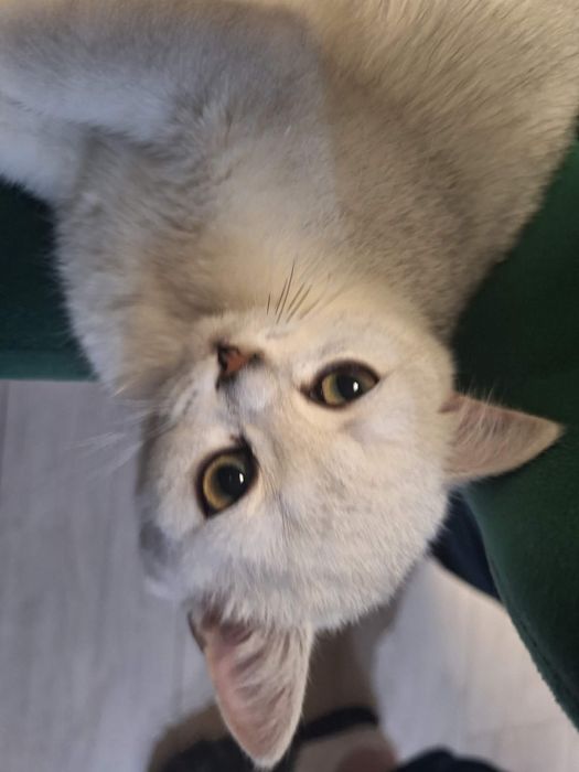 Kocur kot brytyjski FPL