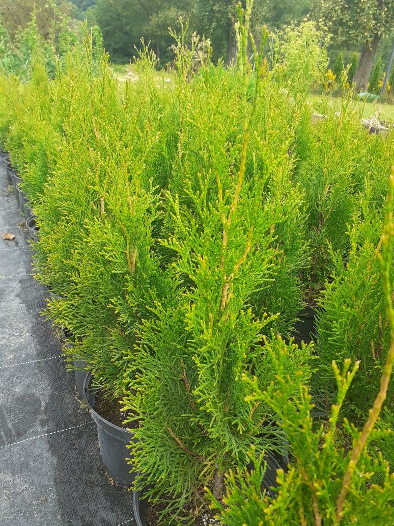 Tuja Szmaragd 50-60 cm w doniczkach 2,5 l