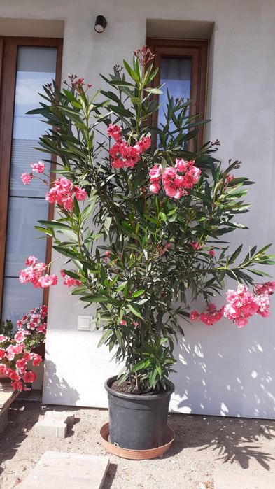 Oleander różowy i biały