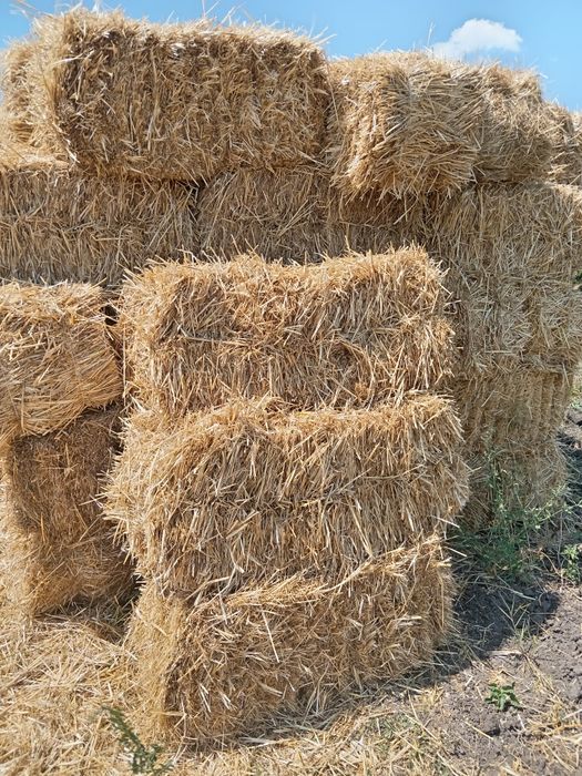 Продаю солому ЯРОГО  ЯЧМІНЯ, в тюках