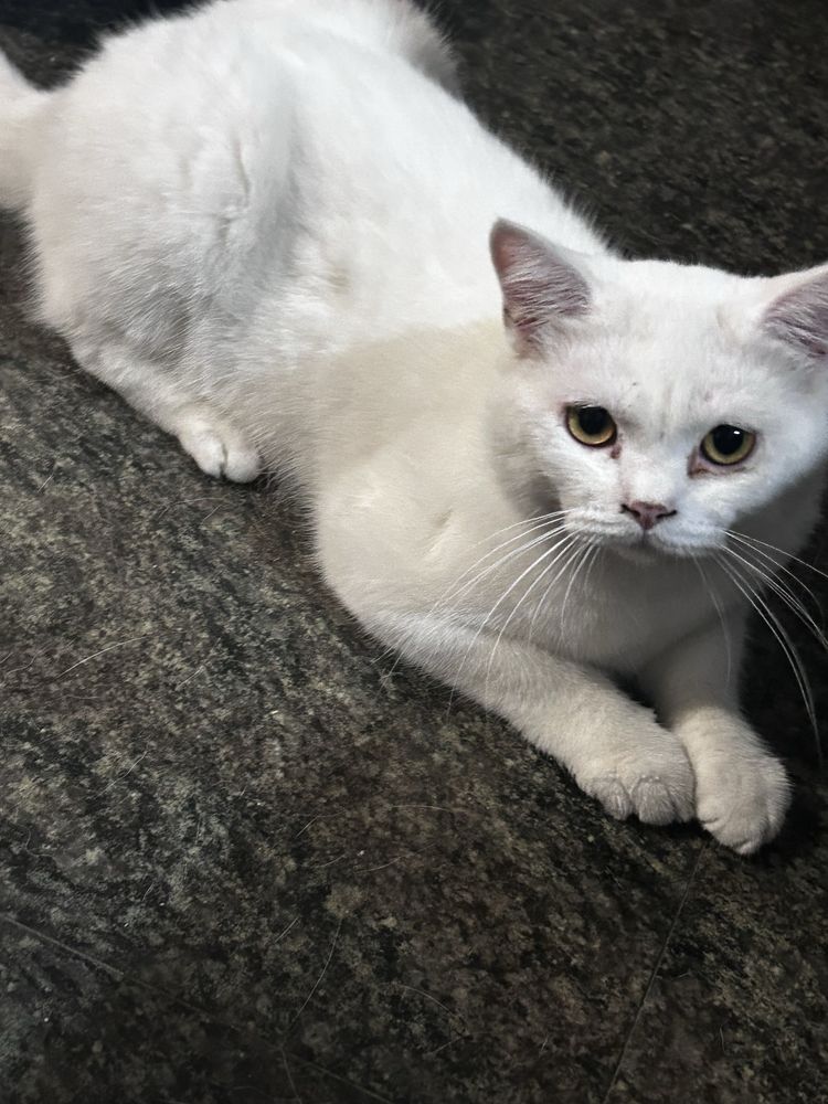 Gatinho scottish com 8 meses