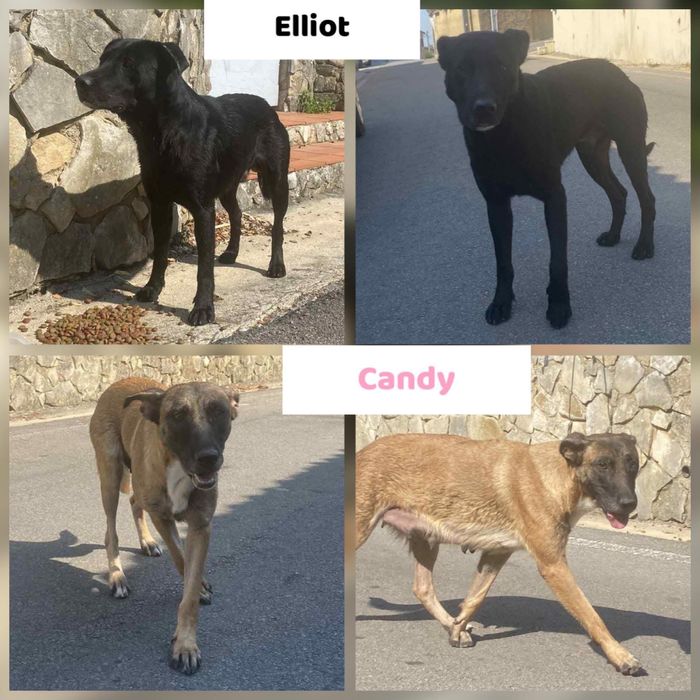 Cão e cadela porte grande, muito meigos, para adoção responsável