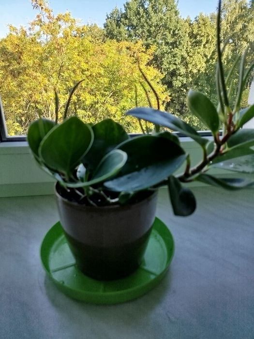 Восковик, рослина швидко росте.