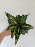 Sansevieria trifasciata hahnii swirls variegata