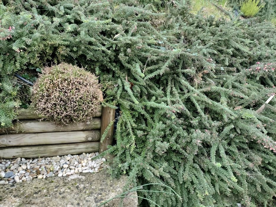 Plantas de cobertura Festuca, Erica e Grevilia