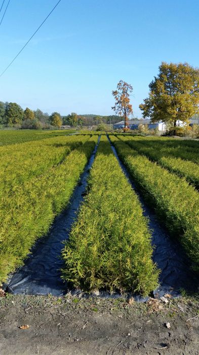 Tuja szmaragd 30-40 cm sadzonka goły korzeń