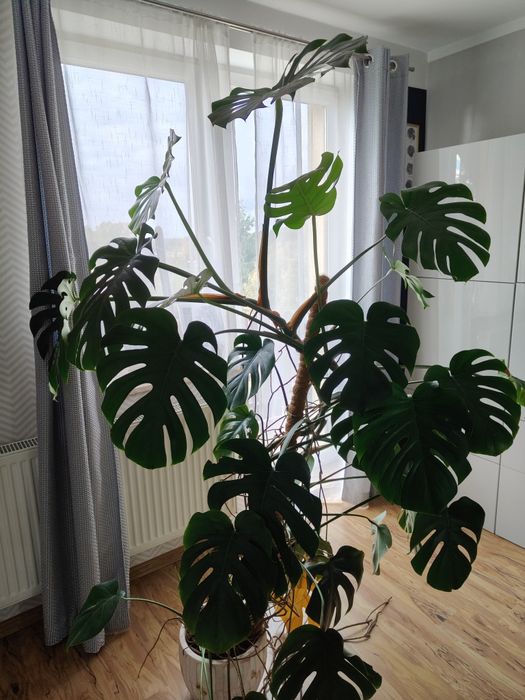 Monstera dziurawa