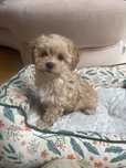 Maltipoo piękna suczka apricot