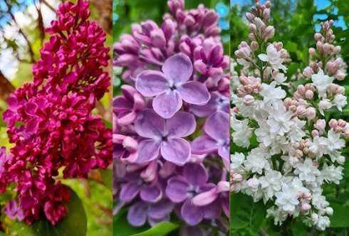 Декоративні рослини: лаванда, сакура, гібіскус, спірея, сирень, и т.д