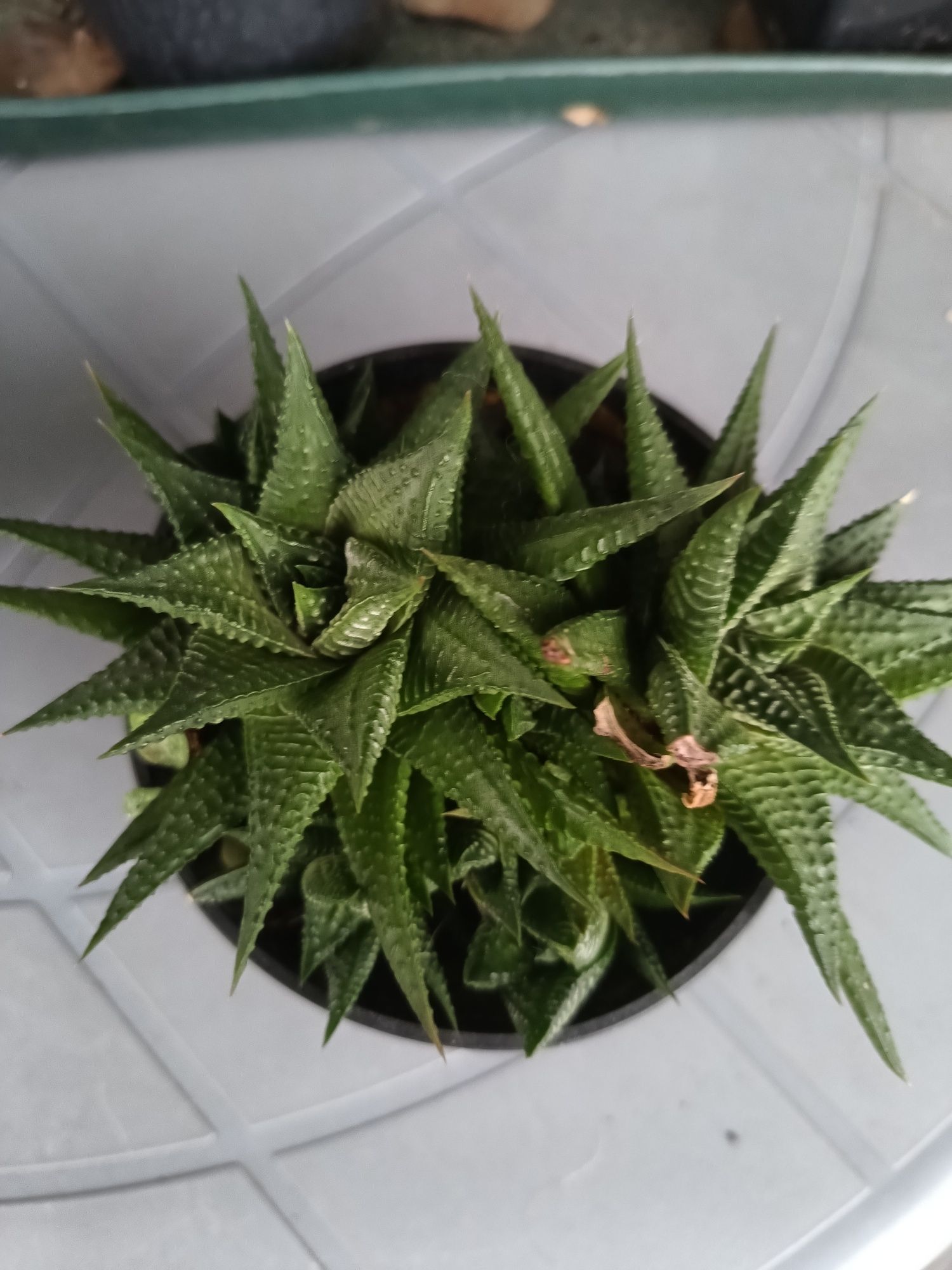 Haworthia limifolia