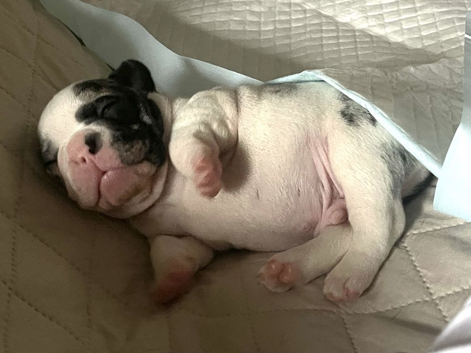 Цуценята французького бульдога