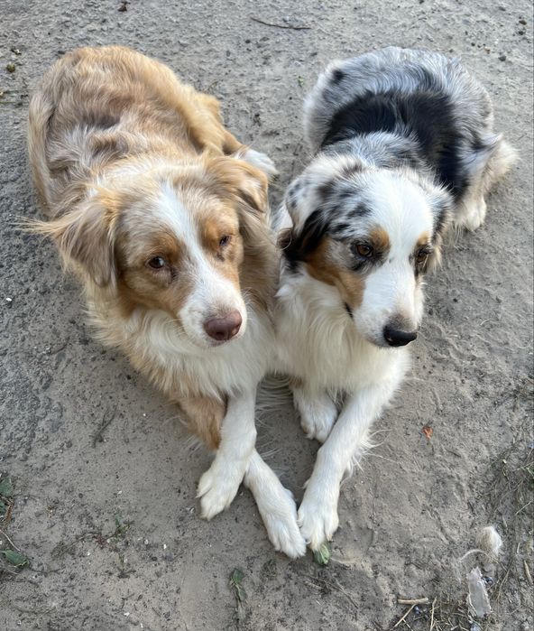 Кінолог/ Дресирування собак з виїздом Київ/київська область