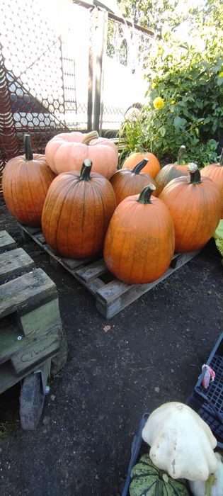 Dynia, dynie, dynię ozdobne