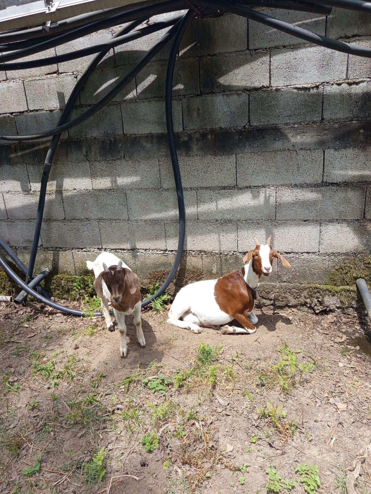 Cedo ou troco um macho boer com dois meses
