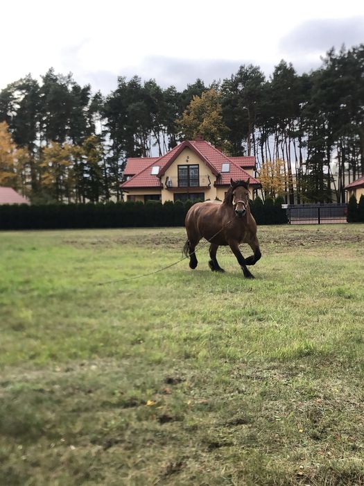 Sprzedam klacz zimnokrwistą