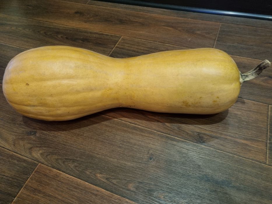 Семена тыквы продам