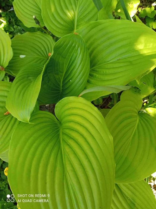 Хоста, лютики, гибискус, юкка, папоротник и др.