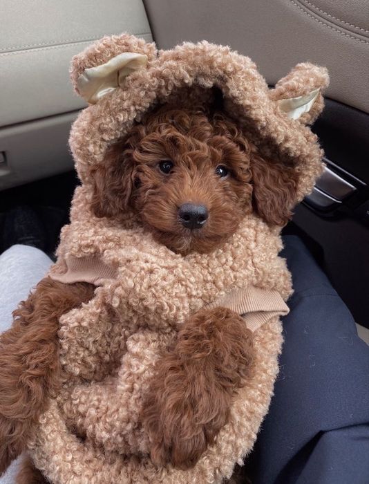 Мальтипу супер міні щенята на бронювання