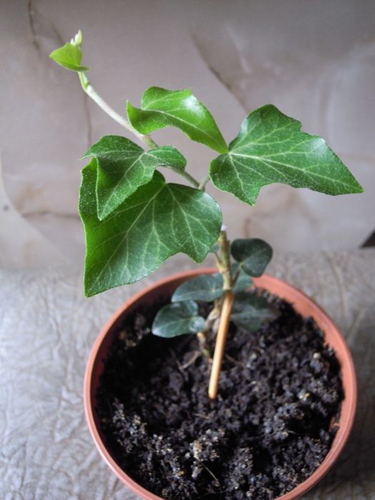 Плющ  вечнозеленый. Отростки. Цветы в Офис. Дизайн.