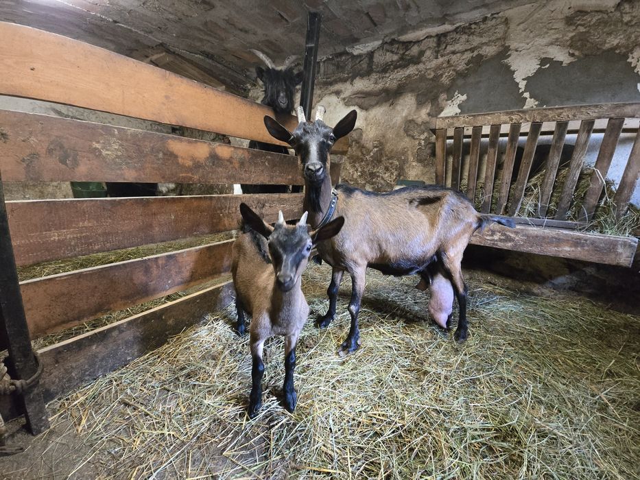 Sprzedam kozę alpejską
