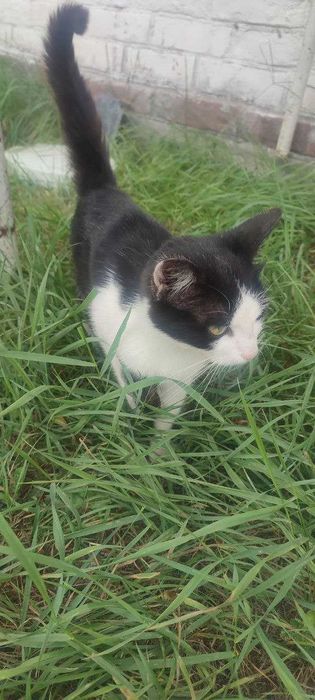 Кошеня шукає родину