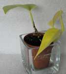 Epipremnum golden photos neon epi