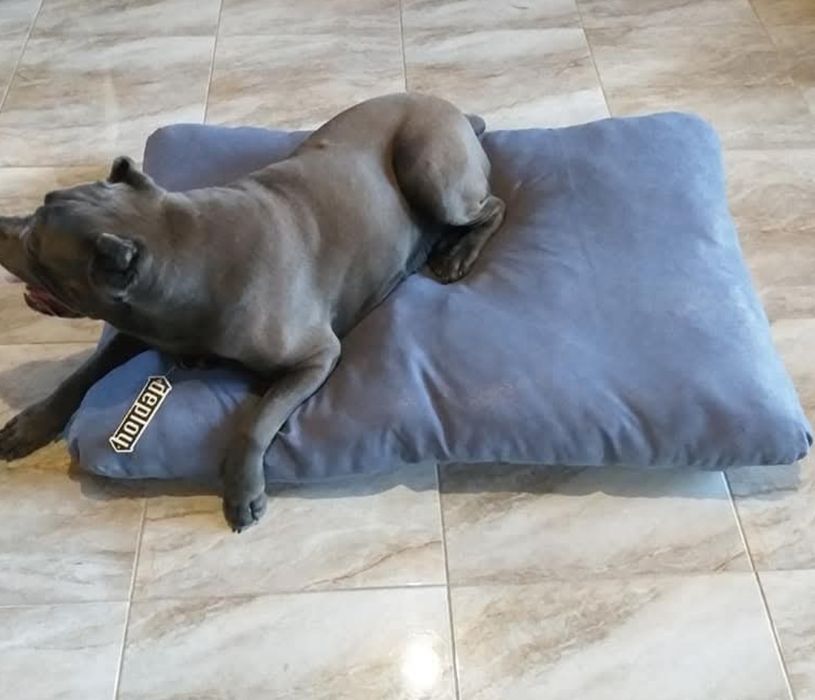 Лежанка для собак