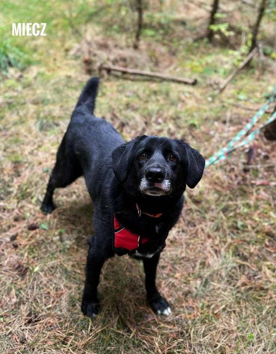 2 letni, 17kg, labrador mix, Miecz, adopcja za darmo oddam