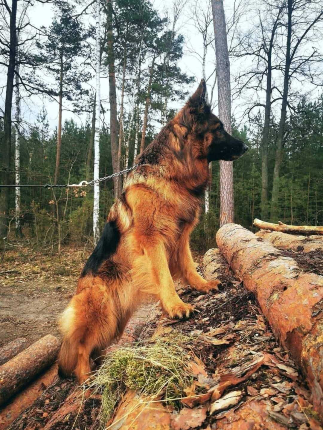 owczarek niemiecki długowłosy (piesek)