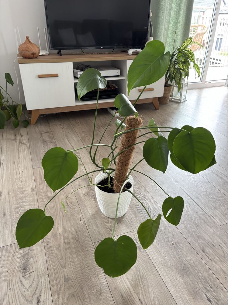 Monstera doniczkowa kwiat