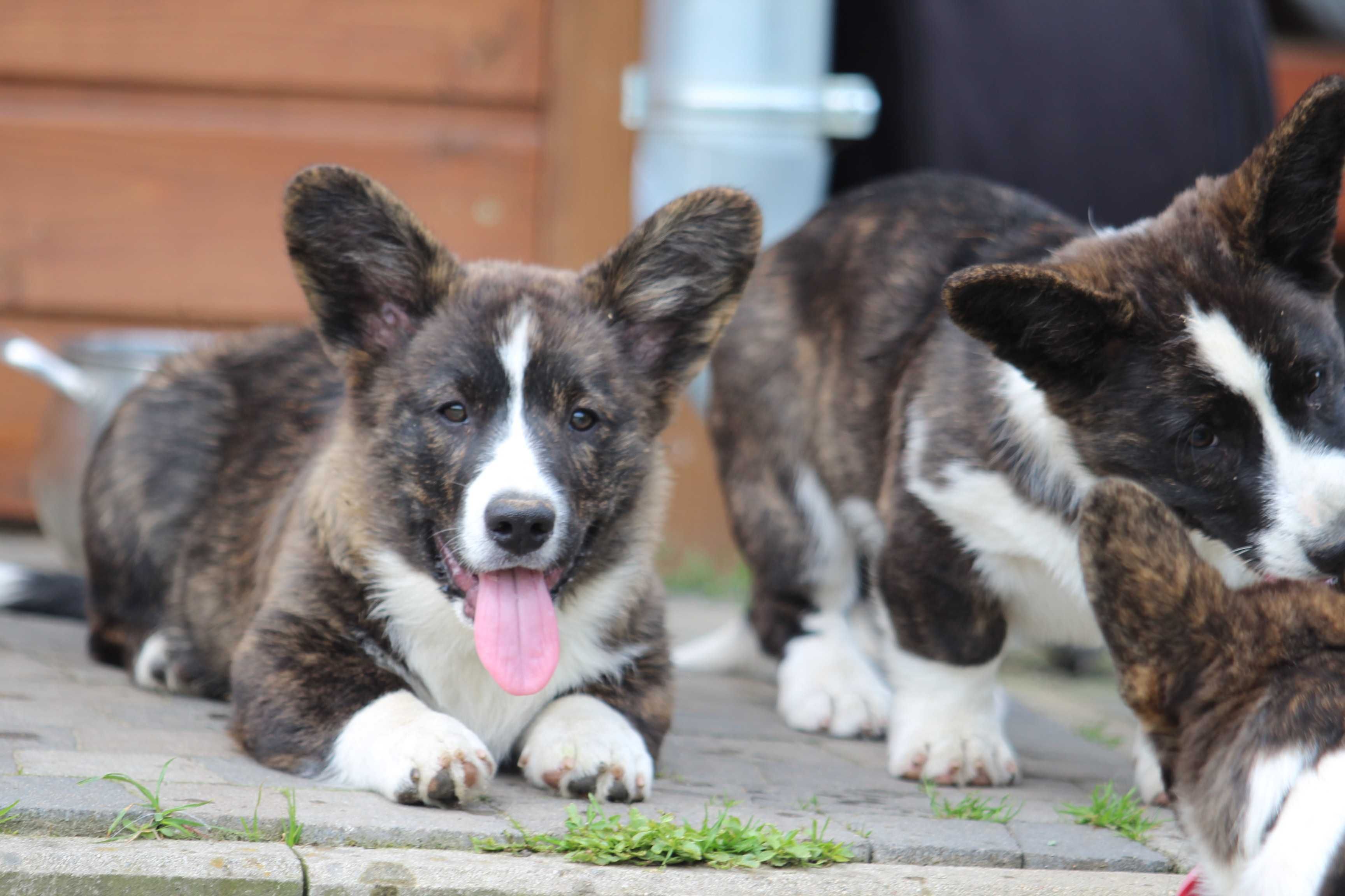 Welsh corgi cardigan szczenię