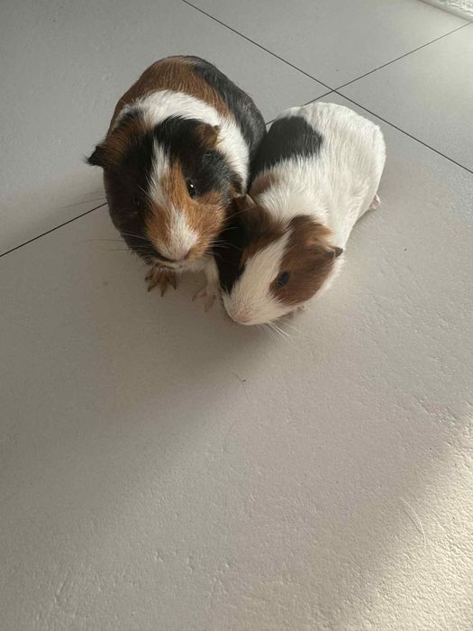 Świnki morskie ładne zadbane i zdrowe