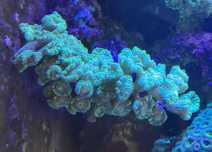 Caulastrea koral LPS akwarium morskie