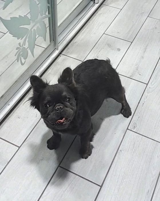 Вип качество мини флаффи девочка