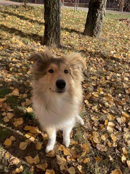 Owczarek Szkocki Długowłosy Collie FCI