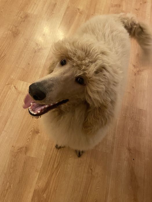 Pudel duży królewski FCI piesek okazja